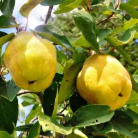 نهال میوه پیوندی|گل و گیاه طبیعی|اصفهان, ارداجی|دیوار