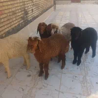 بره نر