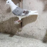 پشت.طوقی..زرد