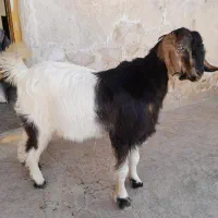 بیگ چاق چله
