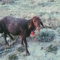 قوچ افشار سن دوسال وزن بالای ۸۰قیمت ۶۰ملیون