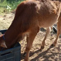 گوساله نر دورگ