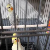 عروس هلندی نر و ماده صحیح و سالم|پرنده|تهران, شهرک طالقانی|دیوار