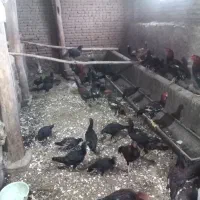 مرغ خروس  سیاه مشکی محلی خوماله|حیوانات مزرعه|نقده, |دیوار