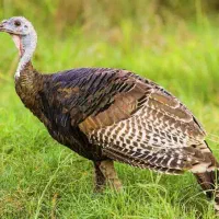 فروش 3عدپ بوقلمون ماده و یک نر