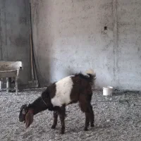 بز پاکستانی نر|حیوانات مزرعه|نوشهر, |دیوار