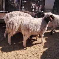 بره|حیوانات مزرعه|بیرجند, |دیوار
