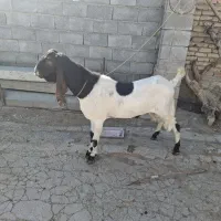 ساورین (بز نر)پاکستانی اصل سنگین