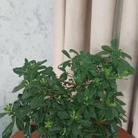 زاموفیلیا و میخک و گل و کاکتوس و...