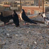 کفتر  پشت دری کشتنی   ۳جفت|پرنده|آران و بیدگل, |دیوار