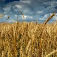 گندم درجه یک