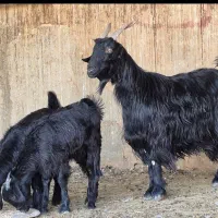 فروش دو راس بز  دوکهره ای|حیوانات مزرعه|طسوج, |دیوار