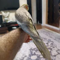 عروس هلندی نر دوماهه|پرنده|رشت, کوی مهر|دیوار