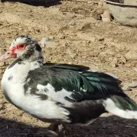 اردک مسکویی|حیوانات مزرعه|سی‌سخت, |دیوار