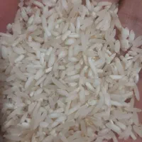 برنج فجرمحلی