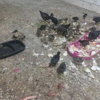جوجه ۲۰ روزه|حیوانات مزرعه|اهواز, کارون|دیوار