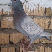 کبوتر طاووسی