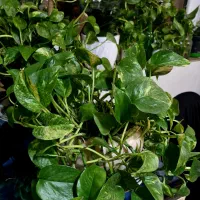 گل پتوس|گل و گیاه طبیعی|رشت, لاکان شهر|دیوار