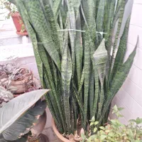 گل سانسوریا