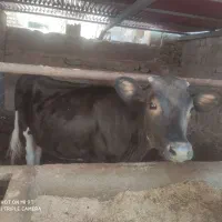 گوساله سیمینتال ۱ سال ۳ ماه