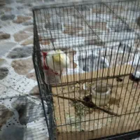 مایل به معاوزه نیست