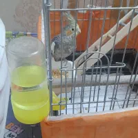 عروس هلندی نر|پرنده|تهران, شکوفه (عبدل آباد)|دیوار