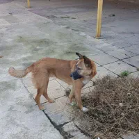 واگذاری سگ نژاد مالینویز|سگ|آمل, |دیوار