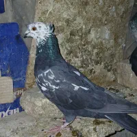 کفتر ماده پرشی