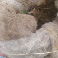 پشم گسفند