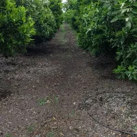 استخدام سرایدار
