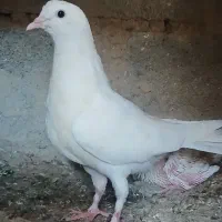 کفتر