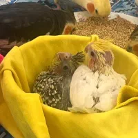 جوجه ، عروس هلندی ، عروس ، هلندی