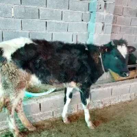 گوساله دورگ جنگلی