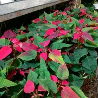 گل آپارتمانی