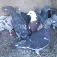 جوجه پلاکی|پرنده|همدان, |دیوار