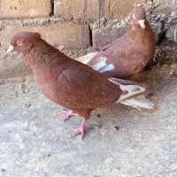 کبوتر|پرنده|نیشابور, فخریه|دیوار