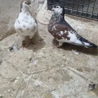 کفتر ساده افشون جفتگاه