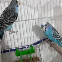 مرغ عشق جفت دستی فروش یا معاوضه با عروس هلندی|پرنده|رشت, حمیدیان|دیوار