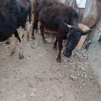 گاو گوساله بومی|حیوانات مزرعه|کرمانشاه, |دیوار