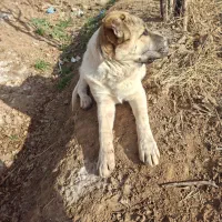 واگذاری نژاد دار