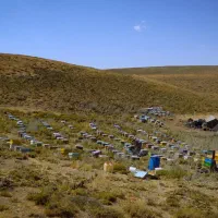 عسل کوهستانی منطقه آذربایجان|خوردنی و آشامیدنی|تکاب, |دیوار