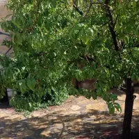 زمین باغی با آب و برق 350 میلیون|فروش زمین و ملک کلنگی|مشهد, توس فردوسی|دیوار