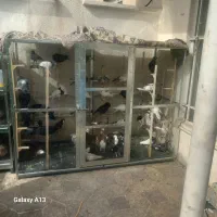 پنجاه تا کبوتر با گنجه