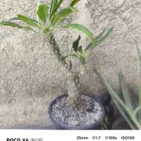 کاکتوس های سن بالا میوه داره. تکیه فقط میوه دار