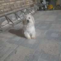 سگ پاکوتاه ماده|سگ|انگوران, |دیوار