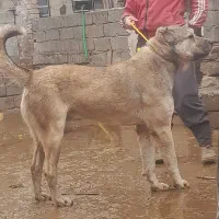 این سگ در حوالی روستایی کوزگران گم شده