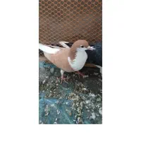 کفتر ساده نر