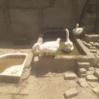 قوغاز  نر