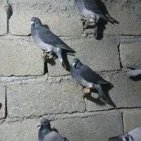 کفتر|پرنده|رضویه, |دیوار