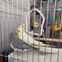 عروس هلندی|پرنده|قم, سید معصوم|دیوار